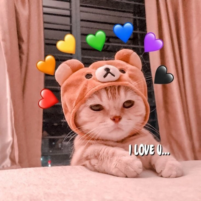 Meme mèo thả tim chibi