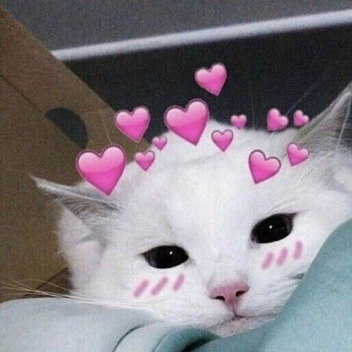 Meme mèo thả tim cho crush