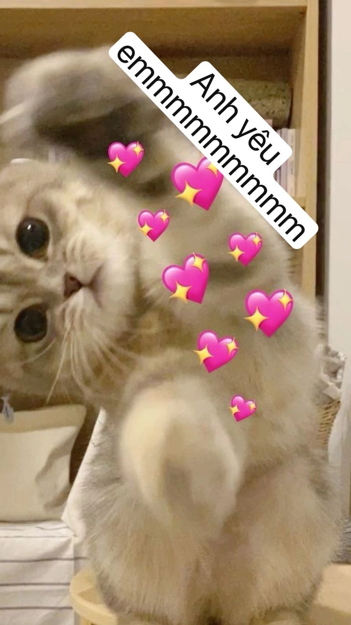 Meme mèo thả tim hài hước