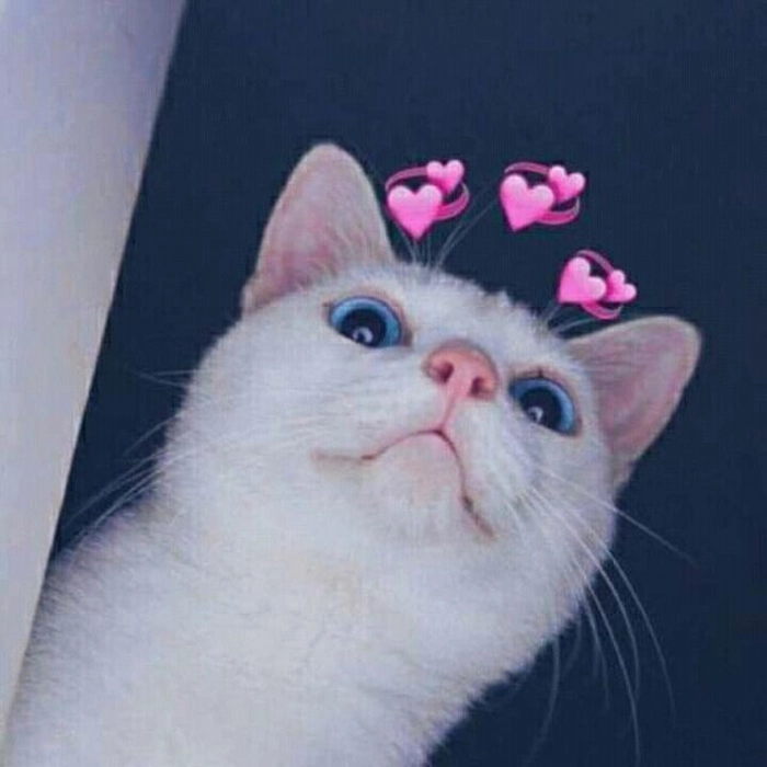 Meme mèo thả tim ngầu