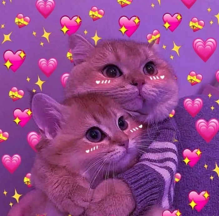 Meme mèo thả tim siêu dễ thương