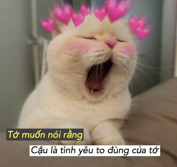 Meme mèo thả trái tim