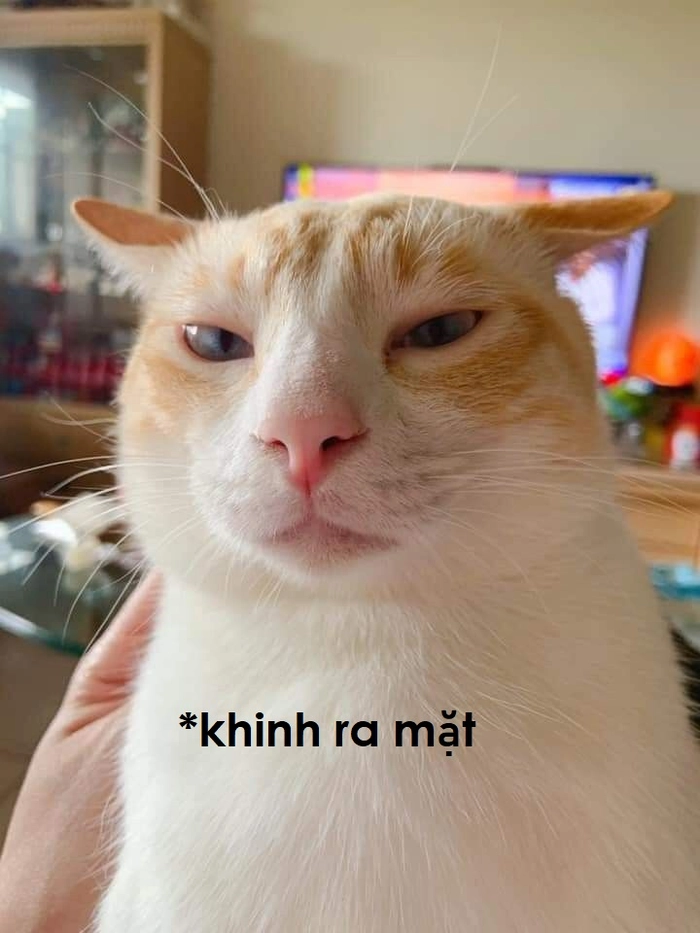 Meme mèo thái độ khinh bỉ