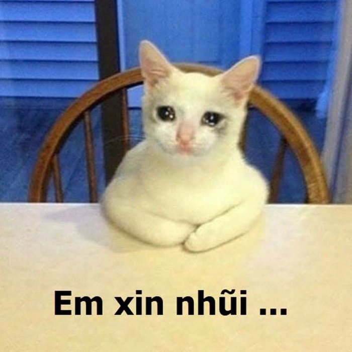 Meme mèo tội lỗi đáng cảm thông
