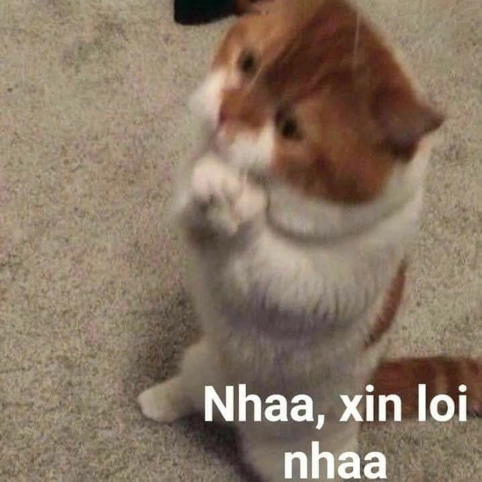 Meme mèo tội lỗi ngơ ngác