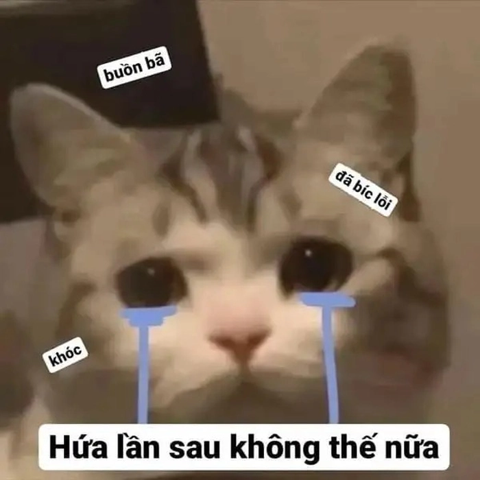Meme mèo tội lỗi ngộ nghĩnh