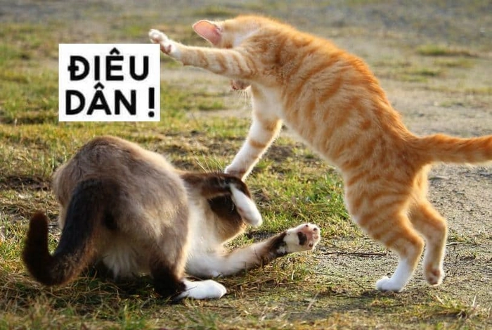 Meme mèo tung chưởng