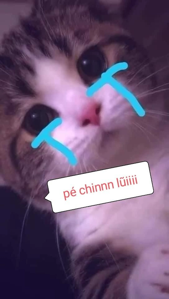 Meme mèo xin lỗi biểu cảm chân thật