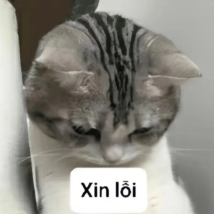 Meme mèo xin lỗi cưng xỉu