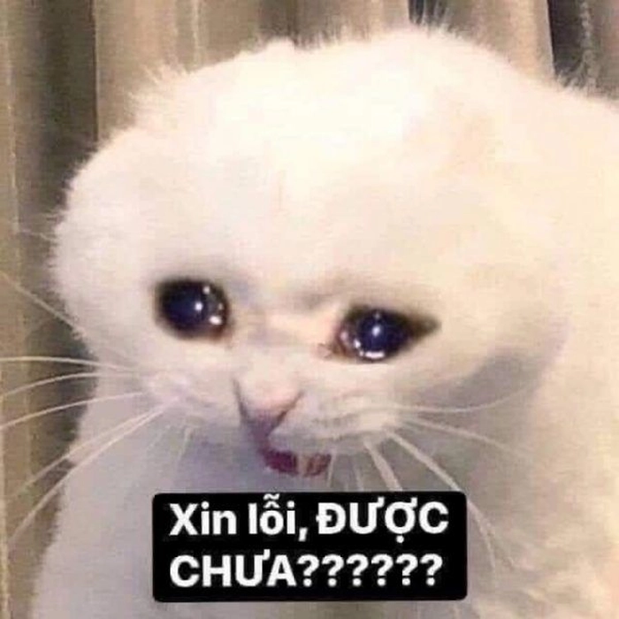 Meme mèo xin lỗi đáng yêu chưa