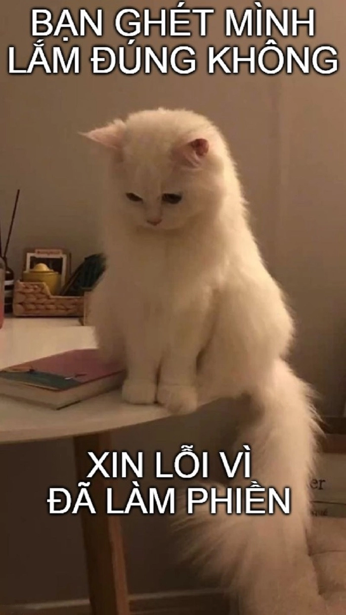 Meme mèo xin lỗi hài hước