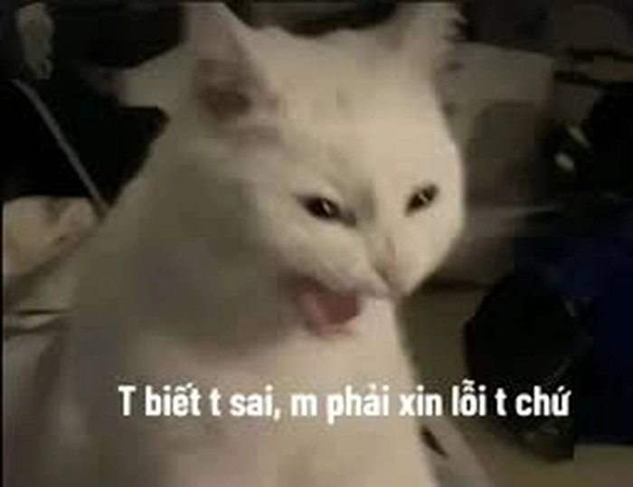 Meme mèo xin lỗi phiên bản chế