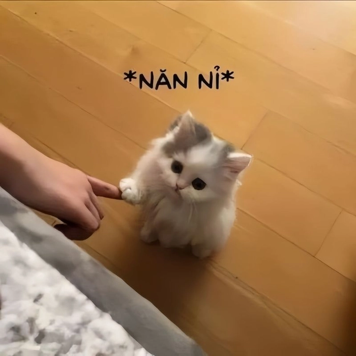 Meme mèo xin xỏ cực lầy