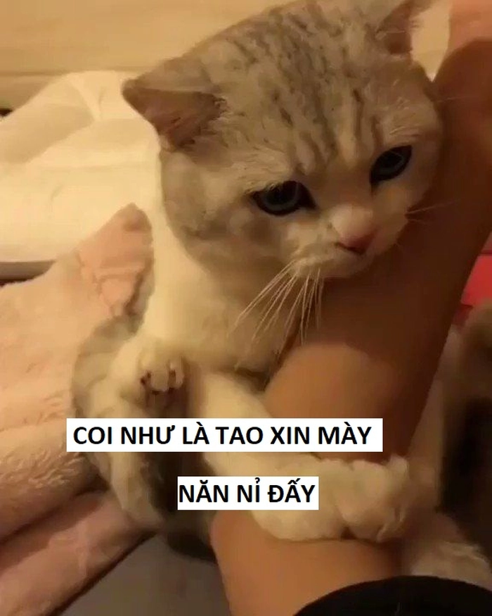 Meme mèo xin xỏ khi bị từ chối