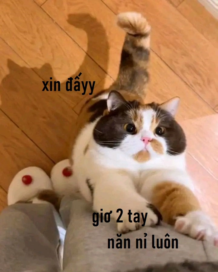 Meme mèo xin xỏ lầy lội