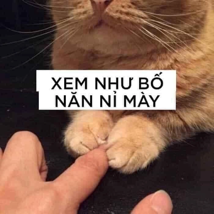 Meme mèo xin xỏ nhìn thôi đã mềm lòng