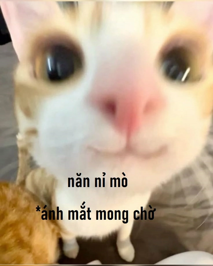 Meme mèo xin xỏ siêu hài