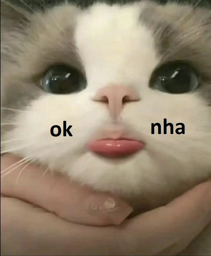 Meme ok mèo biểu cảm lạ lùng