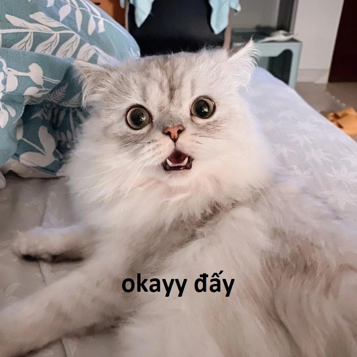 Meme ok mèo hài lầy lội