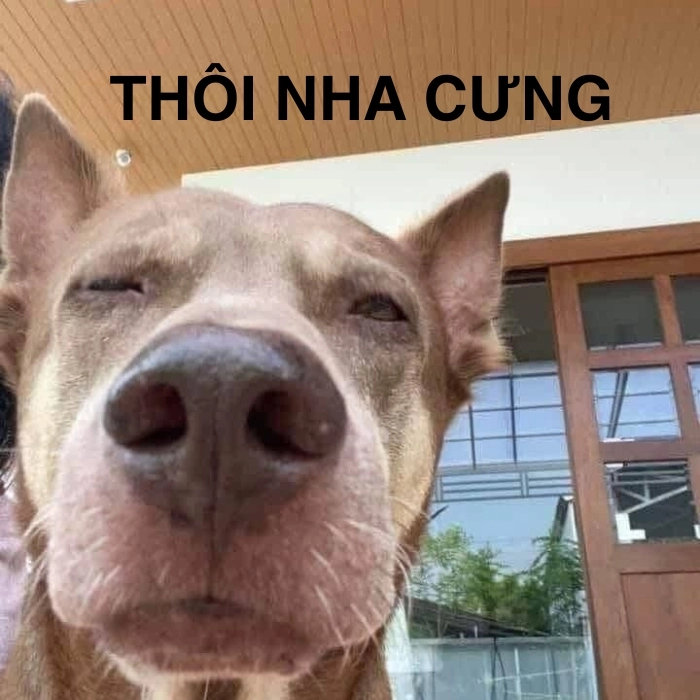 Meme từ chối một cách thẳng thắn
