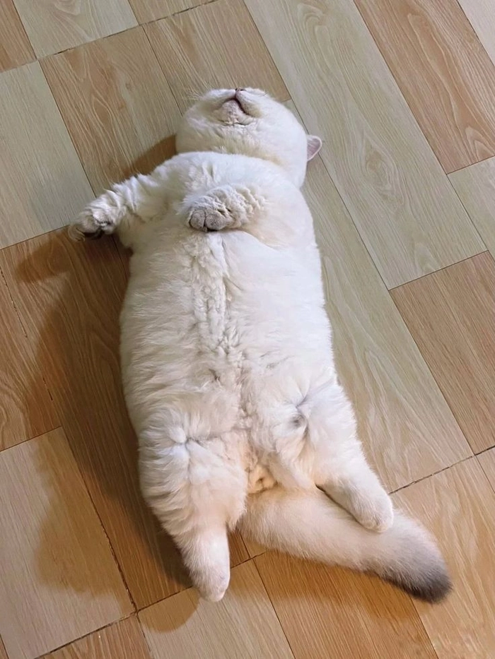 Mèo béo meme biểu cảm thờ ơ