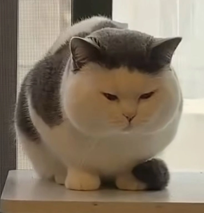 Mèo béo meme cười bựa