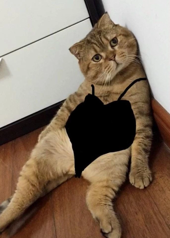 Mèo béo meme mặc bodysuit