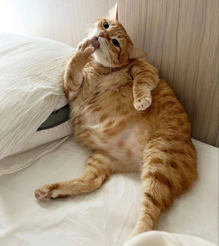 Mèo béo meme nằm gác tay