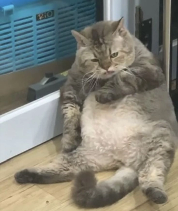 Mèo béo meme với bụng ngấn