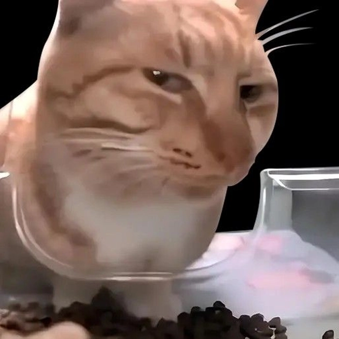 Mèo biểu cảm khinh bỉ meme