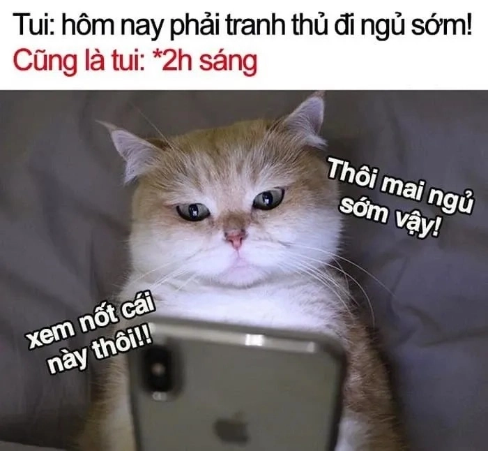 Mèo bựa chúc ngủ ngon meme
