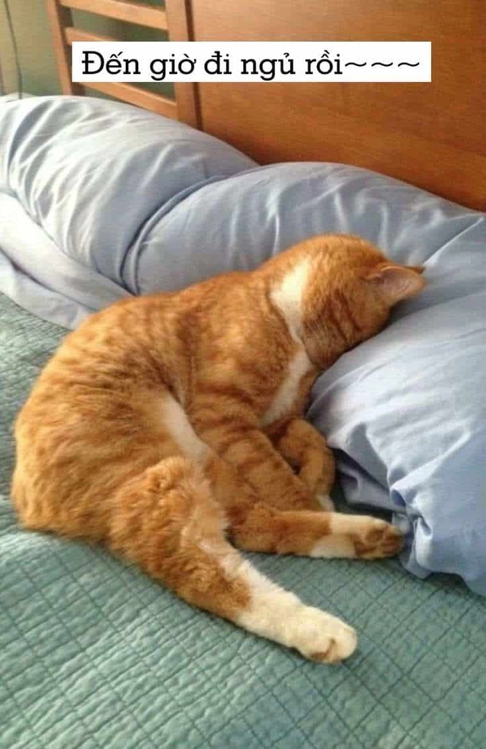 Mèo cầm gối chúc ngủ ngon