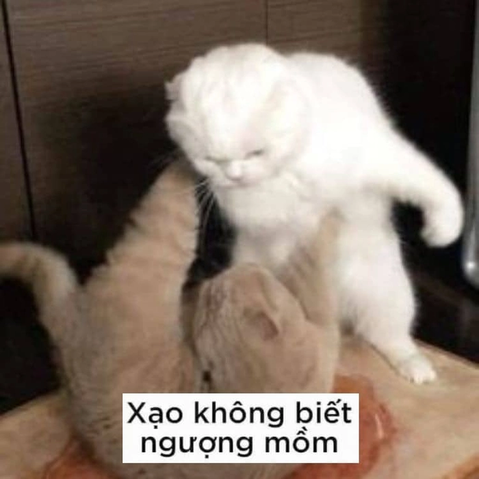 Mèo cào nhau meme