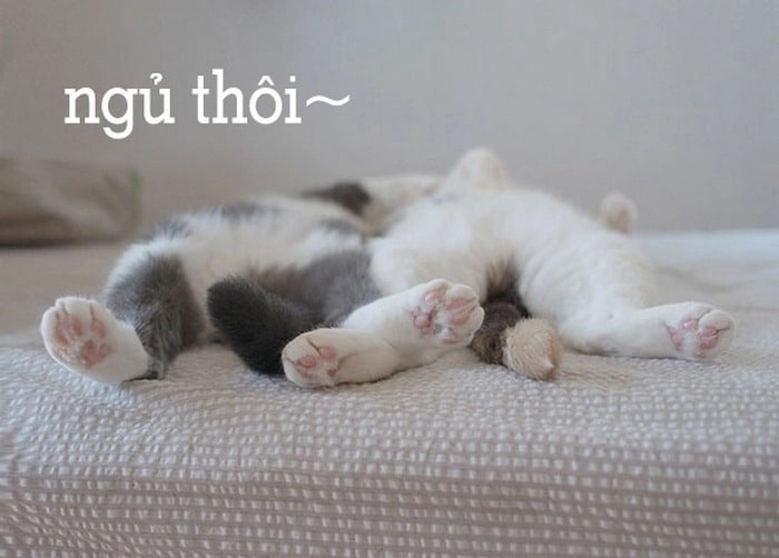 Mèo chúc ngủ ngon ảnh meme