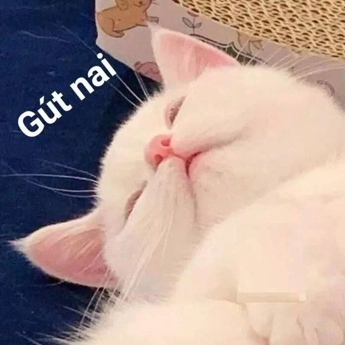 Mèo cute chúc ngủ ngon meme