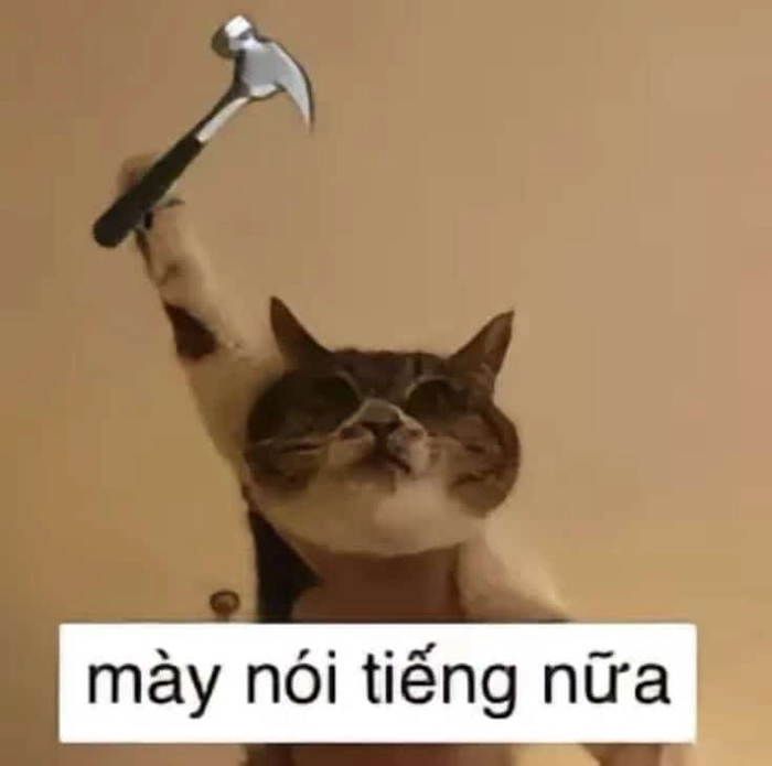 Mèo đánh nhau ảnh hài
