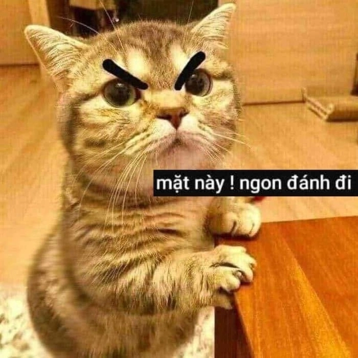Mèo đánh nhau meme cute