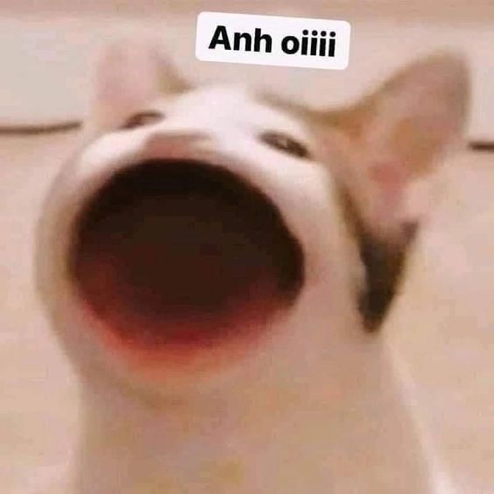 Mèo há hốc miệng ảnh chế