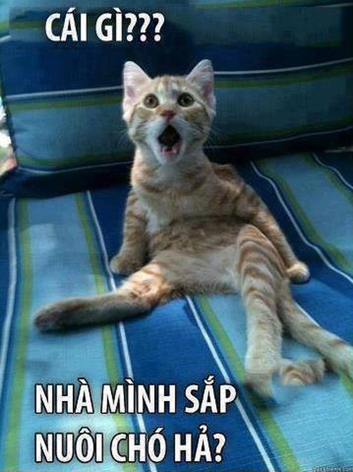 Mèo há miệng bất ngờ