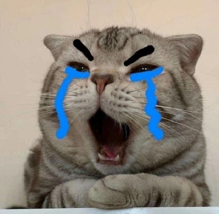 Mèo há mồm meme hài