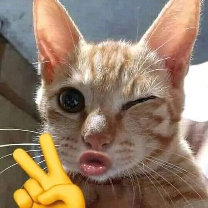 Mèo hôn meme cute