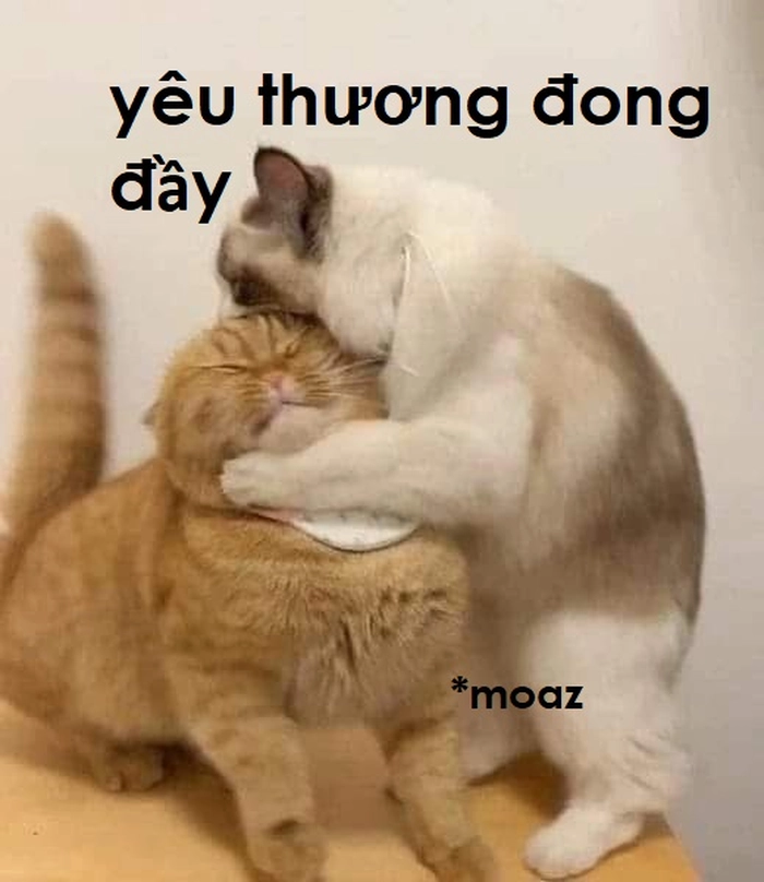 Mèo hôn nhau meme dễ thương