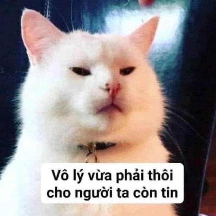 Mèo khinh bỉ ảnh meme