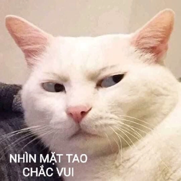 Mèo khinh bỉ meme
