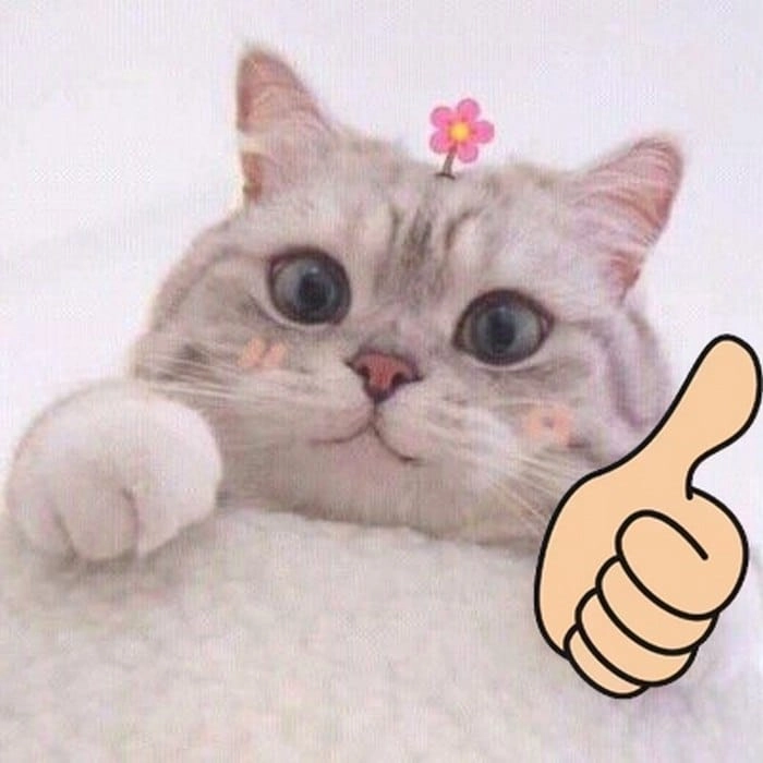 Mèo like meme đang hot
