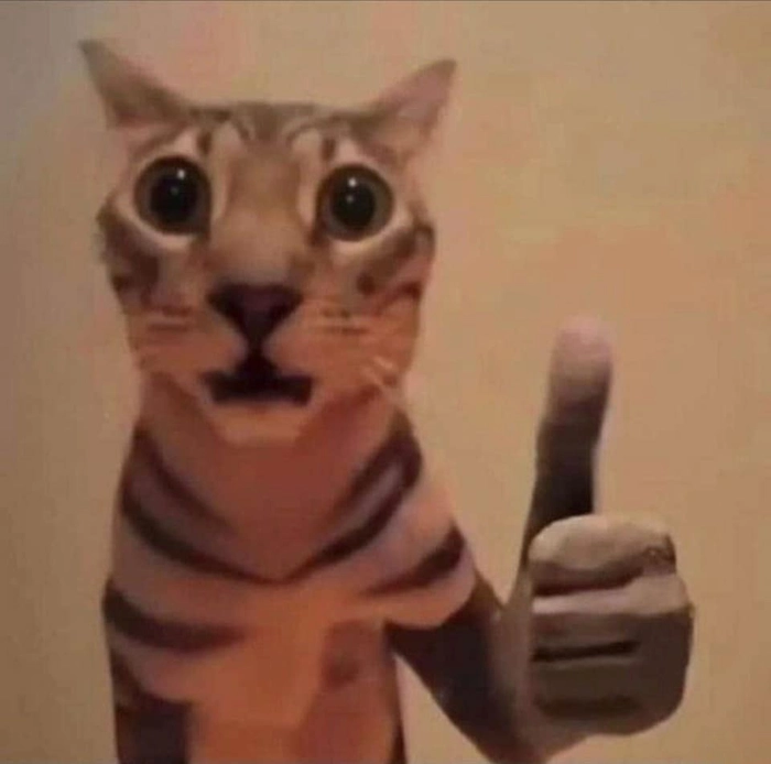 Mèo like meme phong cách Gen Z