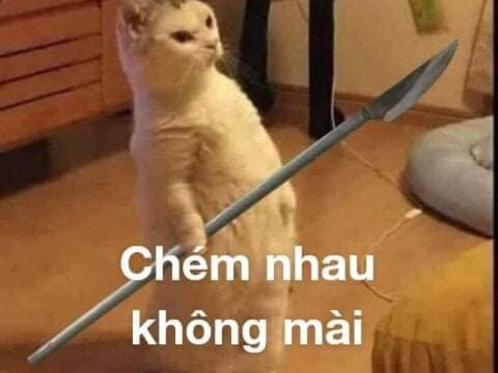 Mèo meme đánh nhau