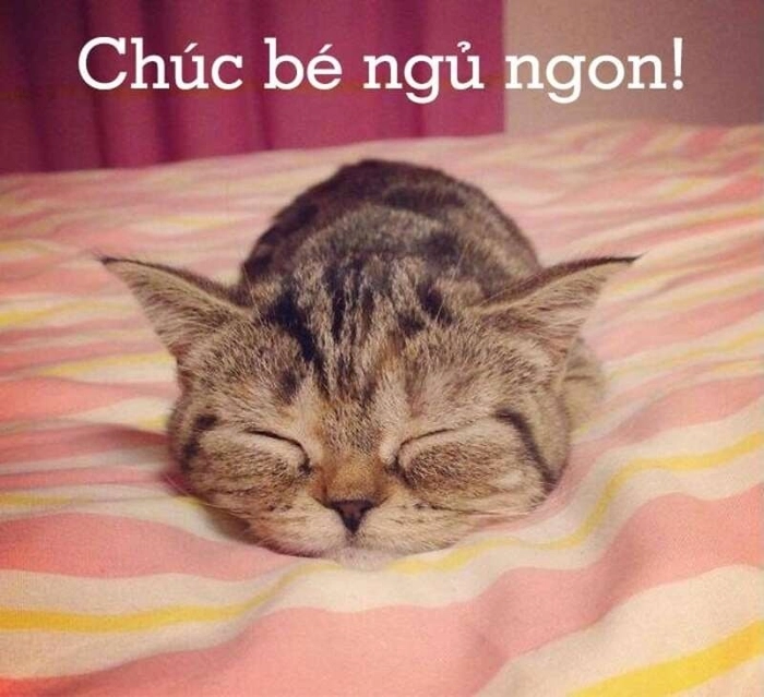 Mèo nằm chúc ngủ ngon meme