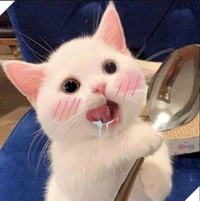 Mèo ngạc nhiên há mồm meme