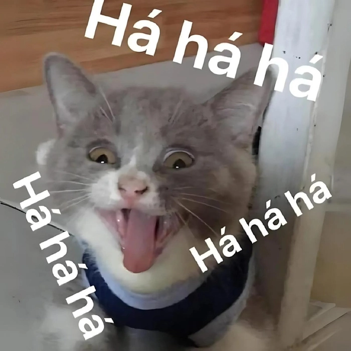 Mèo ngạc nhiên mở miệng